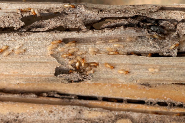 Best Commercial Pest Control Services  in Narberth, PA
